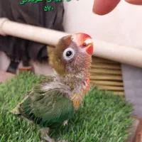 عروس هلندی. طوطی برزیلی سریلاکی بالغ تخم گذار|پرنده|کازرون, |دیوار