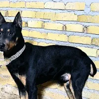 توله دوبرمن نرآدمی