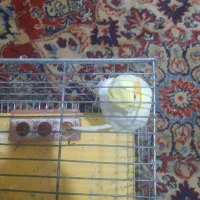 عروس هالندی|پرنده|کوهدشت, |دیوار