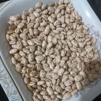 لوبیا چیتی|خوردنی و آشامیدنی|دهلران, |دیوار