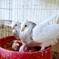 نروماده طوقی کرم