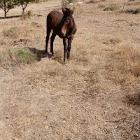 قاطر|حیوانات مزرعه|شاهرود (اردبیل), |دیوار