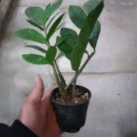 گل زامیفولیا زام زاموفیلیا هدیه کادویی