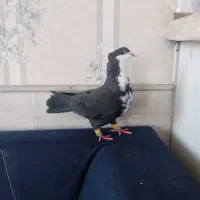 کبوتر