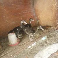 اردک اسرائیلی