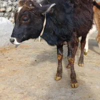 یک گوساله نروسه ماده