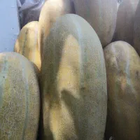 خربزه مشهدی 500 کیلو