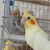 سالن پرورش عباسی|پرنده|شوشتر, |دیوار