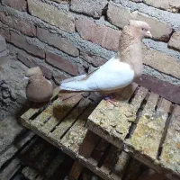 سرتاپای.پاک