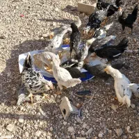 فروش جوجه  وبالغ  مرغ وخروس گلین ومحلی|حیوانات مزرعه|آباده, |دیوار