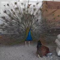 فروش ی جفت طاووس