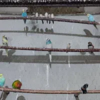 ....|لوازم جانبی حیوانات|سراوان, |دیوار