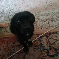 سگ اشپیتز نژاد دار