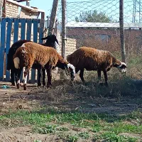 توقلی ماده جنس دار|حیوانات مزرعه|سیمین شهر, |دیوار