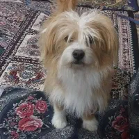 سگ خانگی فروش فوری