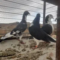 سه تا قلدور هوایی|پرنده|تربت جام, میان جام|دیوار