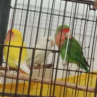 طوطی برزیلی مولد - طوطی ـ پرنده