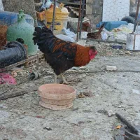 سلام یک خروس ۳ عددمرغ ۲عدد ازمرغهاکرچ میشن