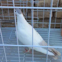 ماده خال دم سبز