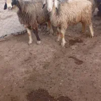 گوسفند|حیوانات مزرعه|شوشتر, |دیوار