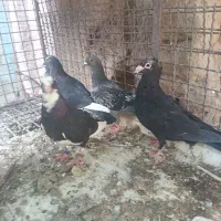 سلام دوست عزیز 4تا کبوتر ستا گوگ یک پلاکی 4تا نر