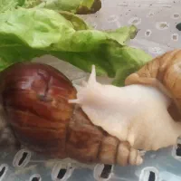 حلزون بزرگ تخم گذار