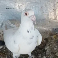 کبوتر دورگ زاجل باخت دادم