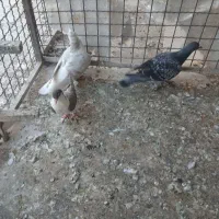سه عدد گرفتنی