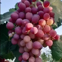 باغچه فروشی 500متری