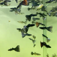 پلاتی خونی و گوپی|ماهی|یزد, |دیوار