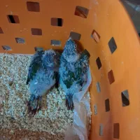 طوطی جوجه گرینچیک