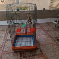 قفس پرنده با تجهیزات|لوازم جانبی حیوانات|یزد, |دیوار