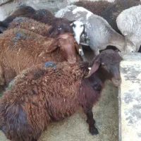 بره سبک افشار و قزل افشار اصل