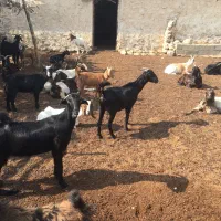 فروش بزغاله
