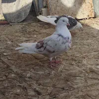 کبوتر فروشی|پرنده|گلپایگان, |دیوار