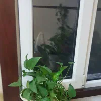 کامپکت کوچک و بزرگ،سانسوریا،شاخ بزی،ارغوان بنفش|گل و گیاه طبیعی|تهران, خانی آباد نو شمالی|دیوار