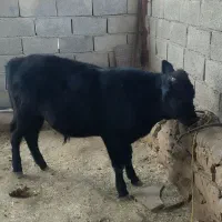 گوساله نر۶ماهه