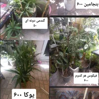 گلهای زیبا وسرحال|گل و گیاه طبیعی|تهران, آذری|دیوار