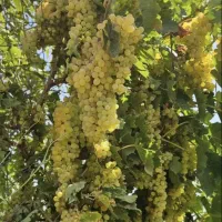 باغچه-تک-برگ-رسمی