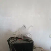 سفید چشم نوک سفید کاکلی