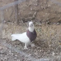 طوقی و سینه سرخ|پرنده|شیراز, وزیرآباد|دیوار