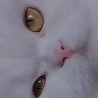 گربه پرشین