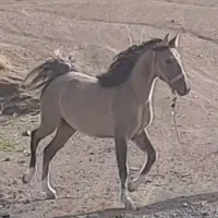 اسب جوان تیز پا