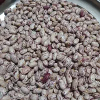 لوبیا چیتی تمیزپاک شده بفروش میرسد