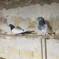 کفتر|پرنده|بهارستان, |دیوار