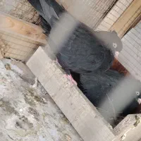 جفت زاغ عروسک