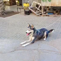 آگهی|سگ|بم, |دیوار