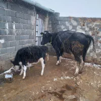 س یه عدد گاو جوان یه گوساله ماده سمیتال