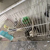 تعدادی عروس هلندی جفت و مولد و جوجه عروس|پرنده|بومهن, |دیوار