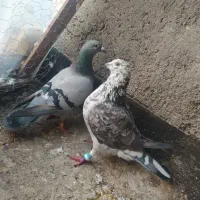 کفتر المانی کاردرست